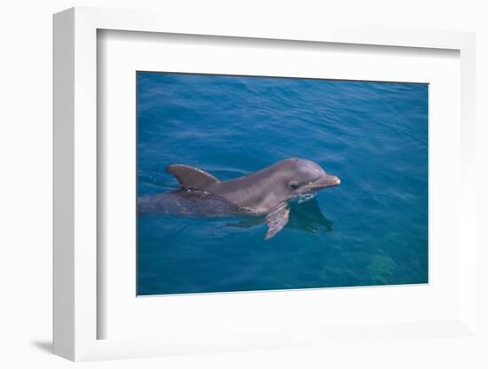 Bottlenosed Dolphin Swimming-DLILLC-Framed Photographic Print