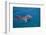 Bottlenosed Dolphin Swimming-DLILLC-Framed Photographic Print