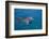 Bottlenosed Dolphin Swimming-DLILLC-Framed Photographic Print