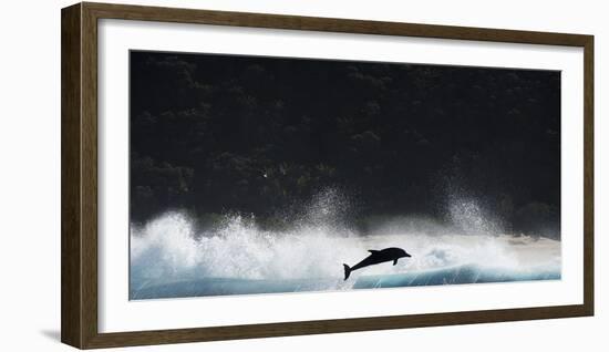 Bottlenosed Dolphin (Tursiops Truncatus) Porpoising During Annual Sardine Run-Wim van den Heever-Framed Photographic Print