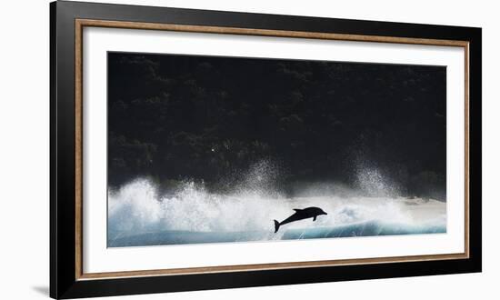 Bottlenosed Dolphin (Tursiops Truncatus) Porpoising During Annual Sardine Run-Wim van den Heever-Framed Photographic Print