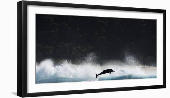 Bottlenosed Dolphin (Tursiops Truncatus) Porpoising During Annual Sardine Run-Wim van den Heever-Framed Photographic Print