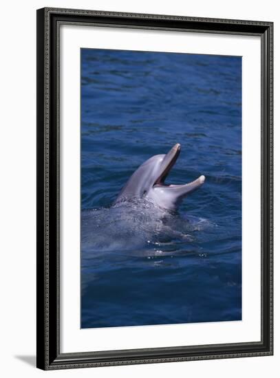 Bottlenosed Dolphin with Mouth Open-DLILLC-Framed Photographic Print