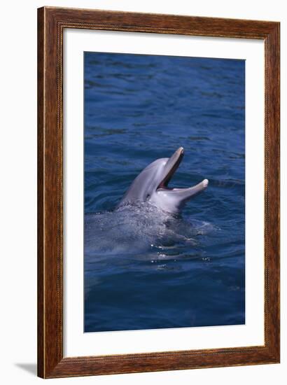 Bottlenosed Dolphin with Mouth Open-DLILLC-Framed Photographic Print