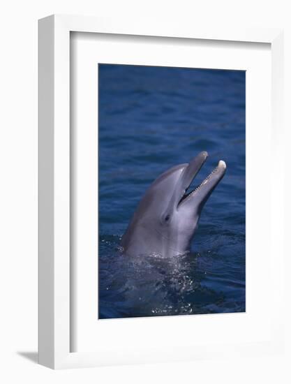 Bottlenosed Dolphin-DLILLC-Framed Photographic Print