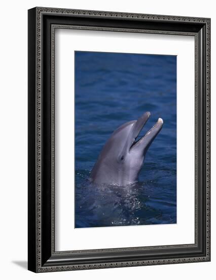 Bottlenosed Dolphin-DLILLC-Framed Photographic Print