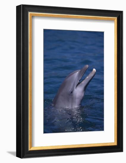 Bottlenosed Dolphin-DLILLC-Framed Photographic Print