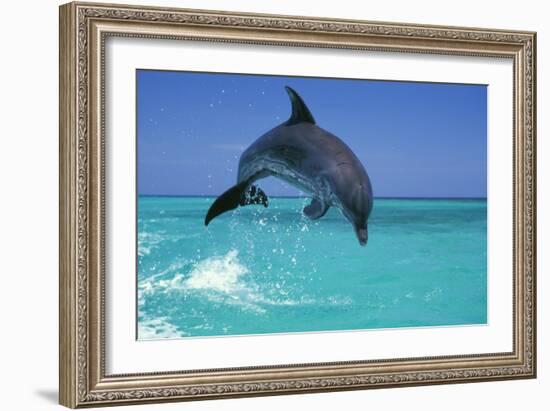 Bottlenosed Dolphin-null-Framed Photographic Print