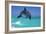 Bottlenosed Dolphin-null-Framed Photographic Print