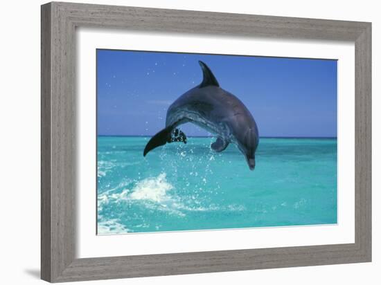 Bottlenosed Dolphin-null-Framed Photographic Print