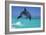 Bottlenosed Dolphin-null-Framed Photographic Print