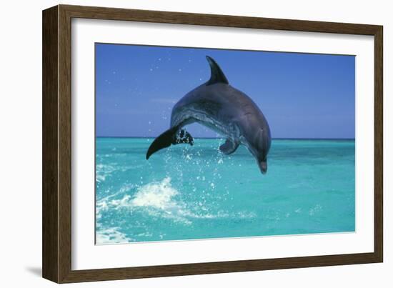 Bottlenosed Dolphin--Framed Photographic Print