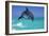 Bottlenosed Dolphin-null-Framed Photographic Print