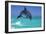 Bottlenosed Dolphin-null-Framed Photographic Print