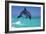 Bottlenosed Dolphin-null-Framed Photographic Print