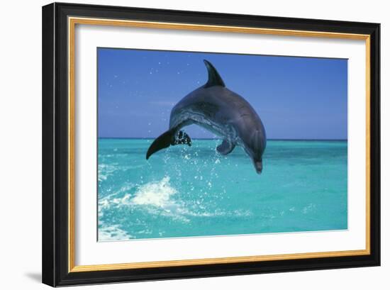 Bottlenosed Dolphin-null-Framed Photographic Print