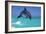 Bottlenosed Dolphin-null-Framed Photographic Print