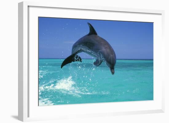 Bottlenosed Dolphin--Framed Photographic Print