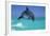 Bottlenosed Dolphin-null-Framed Photographic Print