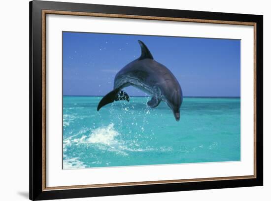 Bottlenosed Dolphin-null-Framed Photographic Print