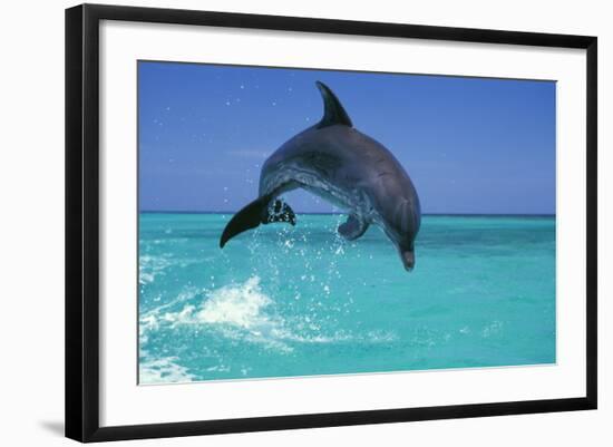 Bottlenosed Dolphin-null-Framed Photographic Print