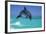 Bottlenosed Dolphin-null-Framed Photographic Print