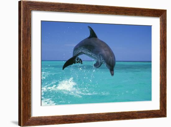 Bottlenosed Dolphin-null-Framed Photographic Print