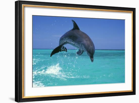 Bottlenosed Dolphin-null-Framed Photographic Print