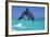 Bottlenosed Dolphin-null-Framed Photographic Print