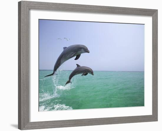 Bottlenosed Dolphins Breaching-Stuart Westmorland-Framed Photographic Print