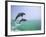 Bottlenosed Dolphins Breaching-Stuart Westmorland-Framed Photographic Print