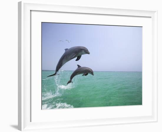 Bottlenosed Dolphins Breaching-Stuart Westmorland-Framed Photographic Print