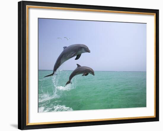 Bottlenosed Dolphins Breaching-Stuart Westmorland-Framed Photographic Print