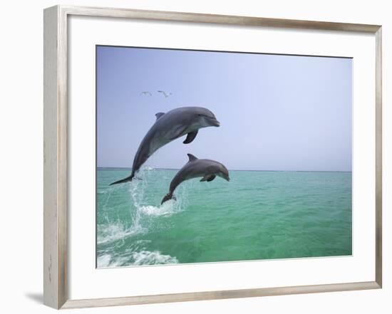 Bottlenosed Dolphins Breaching-Stuart Westmorland-Framed Photographic Print