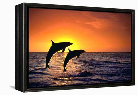 Bottlenosed Dolphins Leaping at Sunset-DLILLC-Framed Premier Image Canvas