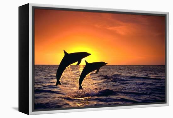 Bottlenosed Dolphins Leaping at Sunset-DLILLC-Framed Premier Image Canvas