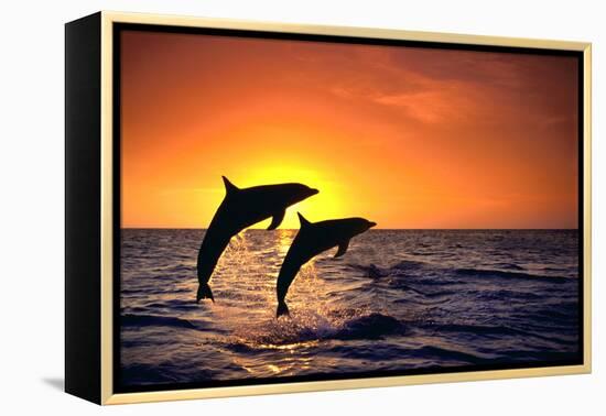 Bottlenosed Dolphins Leaping at Sunset-DLILLC-Framed Premier Image Canvas