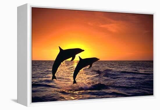 Bottlenosed Dolphins Leaping at Sunset-DLILLC-Framed Premier Image Canvas