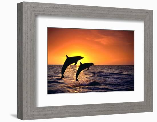 Bottlenosed Dolphins Leaping at Sunset-DLILLC-Framed Photographic Print