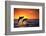 Bottlenosed Dolphins Leaping at Sunset-DLILLC-Framed Photographic Print