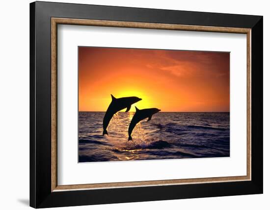 Bottlenosed Dolphins Leaping at Sunset-DLILLC-Framed Photographic Print