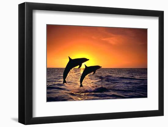 Bottlenosed Dolphins Leaping at Sunset-DLILLC-Framed Photographic Print