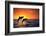 Bottlenosed Dolphins Leaping at Sunset-DLILLC-Framed Photographic Print