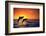 Bottlenosed Dolphins Leaping at Sunset-DLILLC-Framed Photographic Print