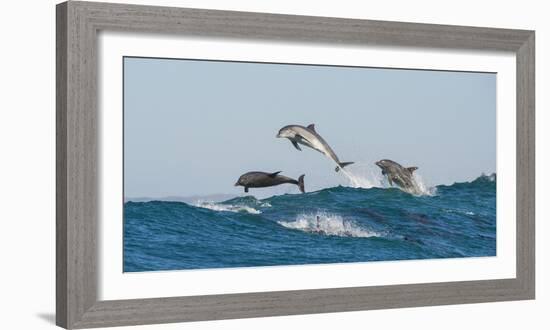 Bottlenosed Dolphins (Tursiops Truncatus) Porpoising During Annual Sardine Run-Wim van den Heever-Framed Photographic Print