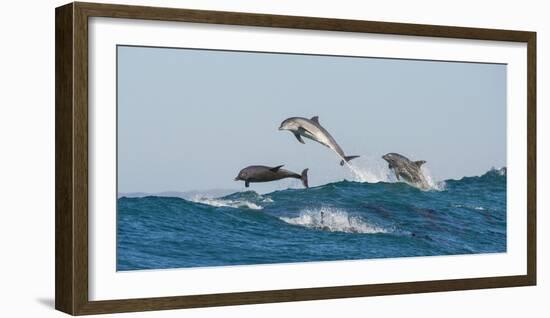 Bottlenosed Dolphins (Tursiops Truncatus) Porpoising During Annual Sardine Run-Wim van den Heever-Framed Photographic Print