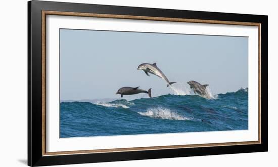 Bottlenosed Dolphins (Tursiops Truncatus) Porpoising During Annual Sardine Run-Wim van den Heever-Framed Photographic Print