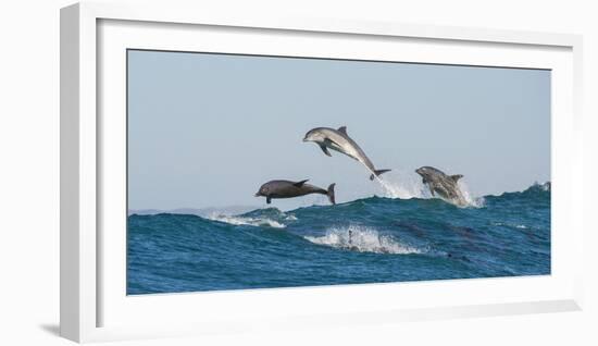 Bottlenosed Dolphins (Tursiops Truncatus) Porpoising During Annual Sardine Run-Wim van den Heever-Framed Photographic Print