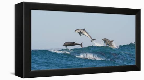 Bottlenosed Dolphins (Tursiops Truncatus) Porpoising During Annual Sardine Run-Wim van den Heever-Framed Premier Image Canvas