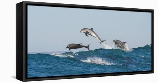 Bottlenosed Dolphins (Tursiops Truncatus) Porpoising During Annual Sardine Run-Wim van den Heever-Framed Premier Image Canvas